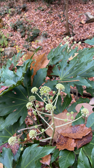 Fatsia japonica