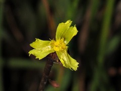Xyris capensis