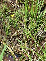 Xyris capensis
