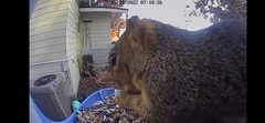 Sciurus niger
