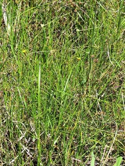 Xyris capensis