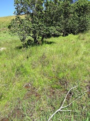 Xyris capensis