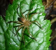 Heteropodinae