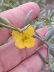 Eulobus crassifolius