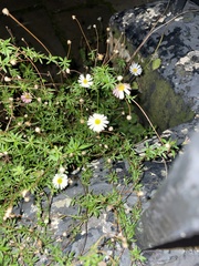 Erigeron karvinskianus