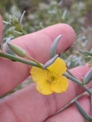 Eulobus crassifolius