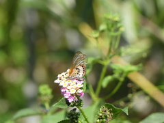 Acraea ranavalona