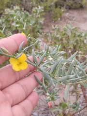 Eulobus crassifolius