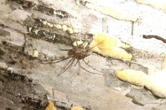 Drapetisca alteranda