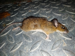 Apodemus flavicollis