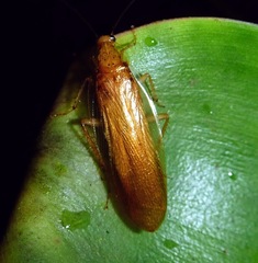 Pseudophyllodromiinae