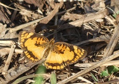 Byblia anvatara
