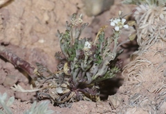 Lepidium montanum