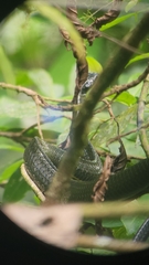 Chironius grandisquamis