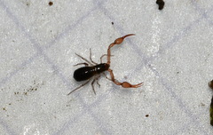Neobisium