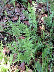 Thelypteris confluens