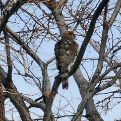 Accipiter cooperii