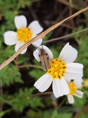 Chauliognathus hieroglyphicus