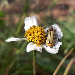 Chauliognathus hieroglyphicus