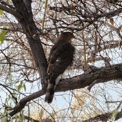 Accipiter cooperii