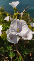 Jacquemontia pringlei