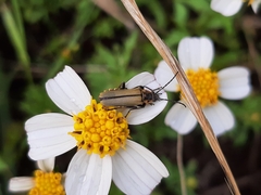 Chauliognathus hieroglyphicus