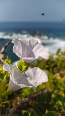 Jacquemontia pringlei