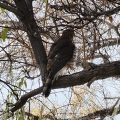 Accipiter cooperii