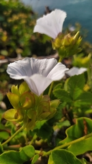 Jacquemontia pringlei