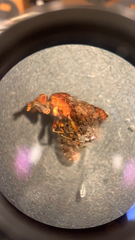 Sciomyzidae