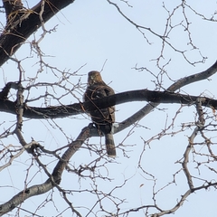 Accipiter cooperii