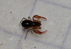 Neobisium