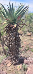 Aloe marlothii