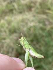 Dichromorpha viridis