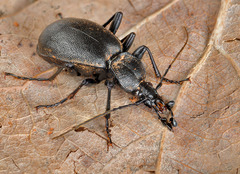 Cychrus caraboides