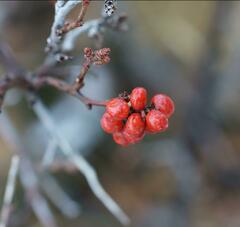 Rhus trilobata