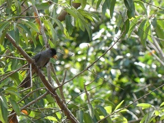 Hypsipetes madagascariensis