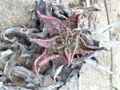 Dudleya acuminata