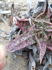 Dudleya acuminata