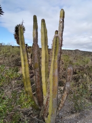 Lophocereus schottii