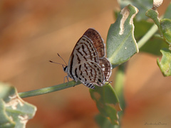 Tarucus balkanica