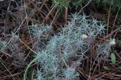 Helichrysum italicum