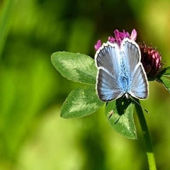 Polyommatus daphnis