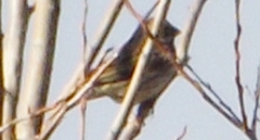 Emberiza cirlus