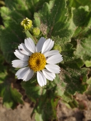 Perityle emoryi