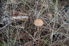 Limacella