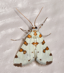 Conchylodes octonalis