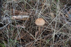 Limacella