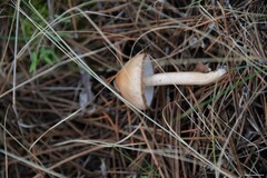 Limacella
