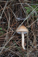 Limacella